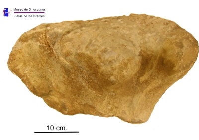 tibia paules de Lara