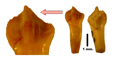 vegajetedientesmandibulares